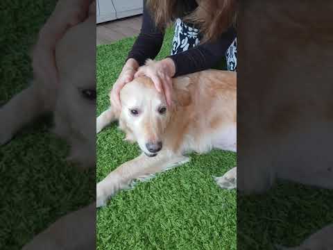 Video: Bir Köpeğe Nasıl Masaj Yapılır