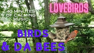 Birds & the Bees & 40 minutes of Calming Music