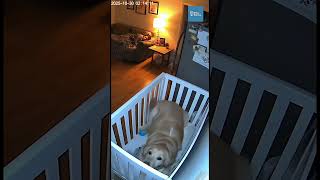 Den Retriever Covers Baby Seconds Before Fridge Explosion
