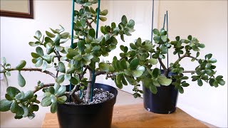 Saving My Jade Plant (Cuttings Update)