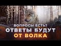 Вопросы есть? Ответы будут от Волка