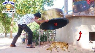 Wow !! Scaring Prank Super Plastic Box Prank on Sleeping Dog, Dog running fastest , Funny Video