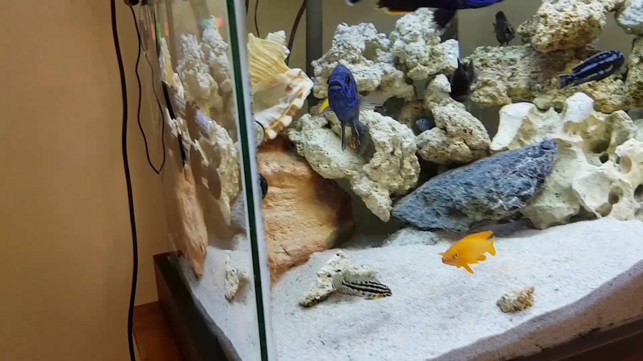 Ciclideos africanos. Aquário de 200 litros. Campinas-SP, Brasil.