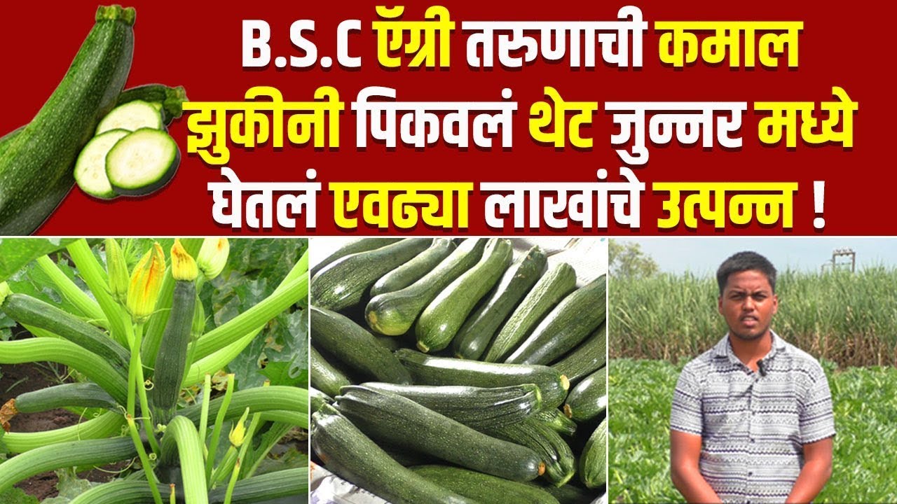 BSC ऍग्री तरुणाची कमाल झुकीनी पिकवलं थेट जुन्नर मध्ये, घेतलं भरघोस उत्पादन Zucchini Farming