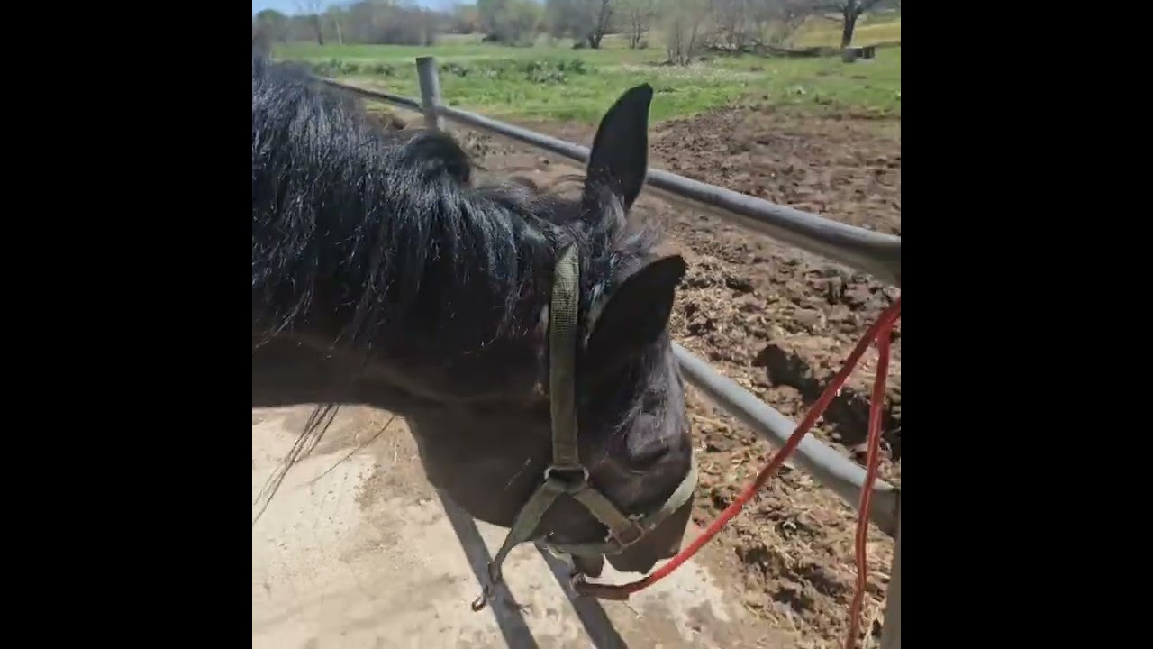 Equine massage certification 