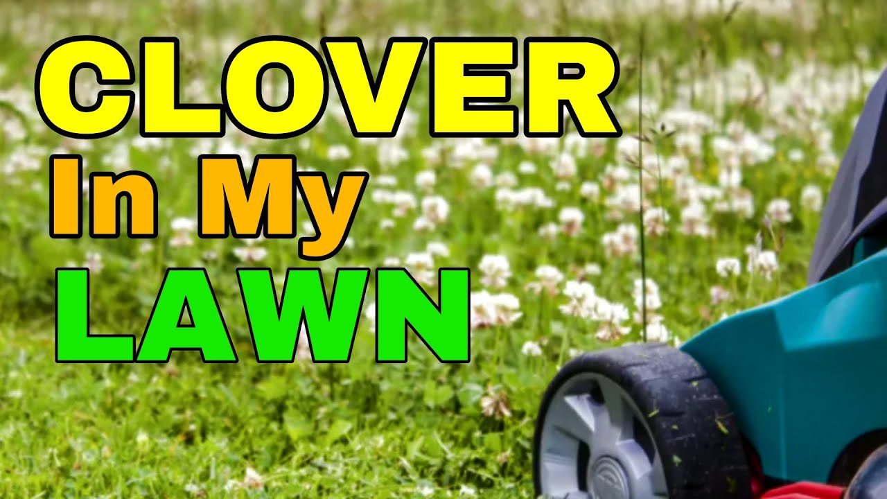 Clover In My Lawn Good or Bad? YouTube