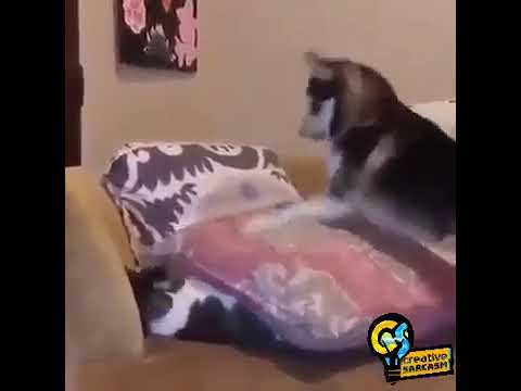 قوم يا بيه قوم يابيه ضحك السنين