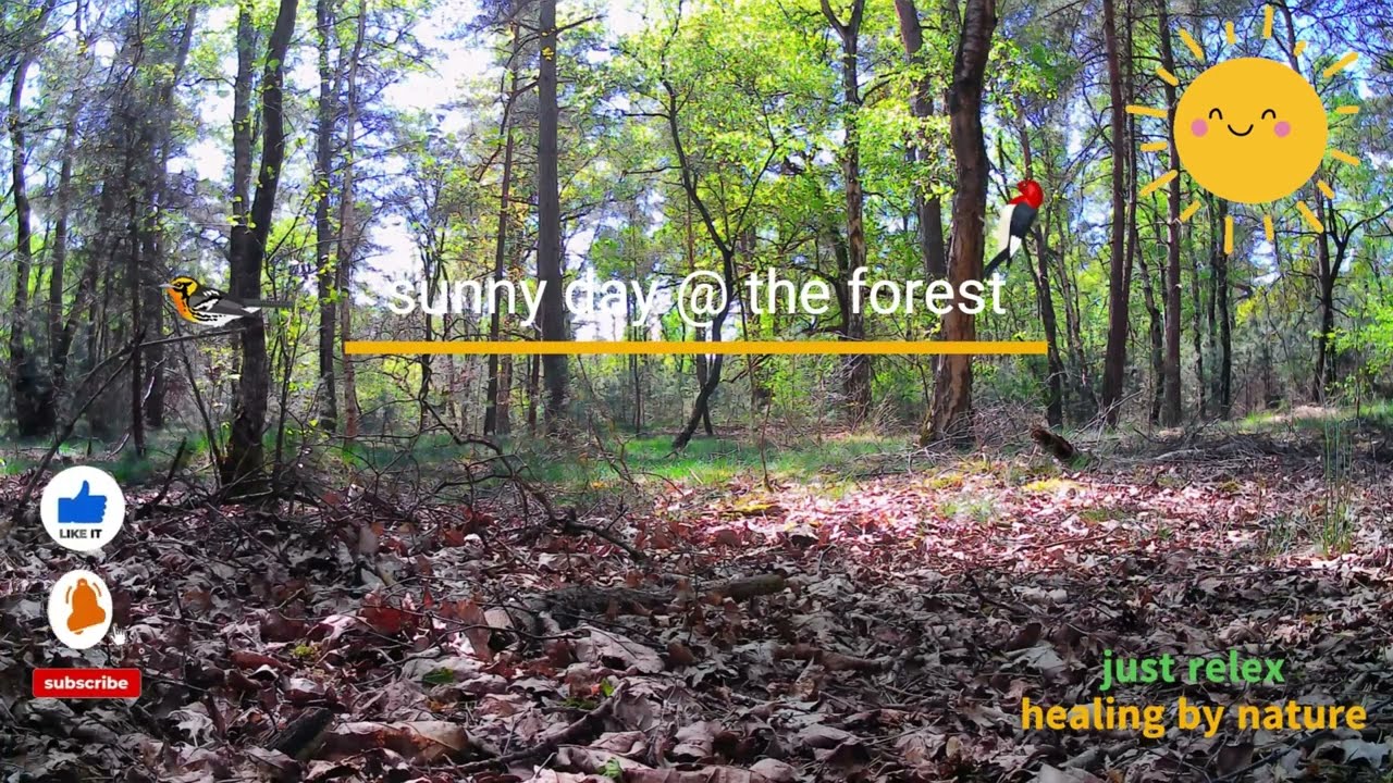 ASMR Peaceful Birdsong in the Forest 🌳🐦 | Just Relex – Healing by Nature: