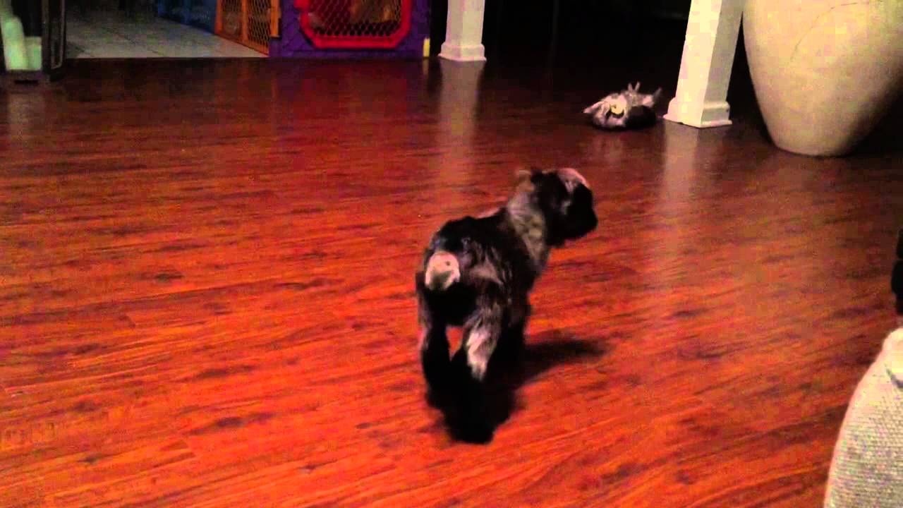 Baby goat falling down YouTube