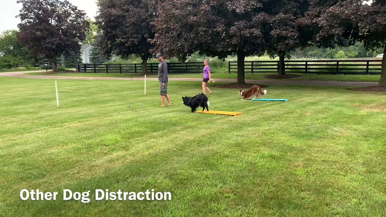 More Dog Agility Contact Training Exercises YouTube