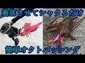 着底させてシャクるだけ 簡単オクトパッシング