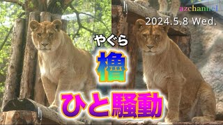 【旭山動物園ライオン】櫓から見下ろすフウとレイ。やがてオリトとイオも櫓へ、そしてひと騒動が...新チャンネル開設記念動画