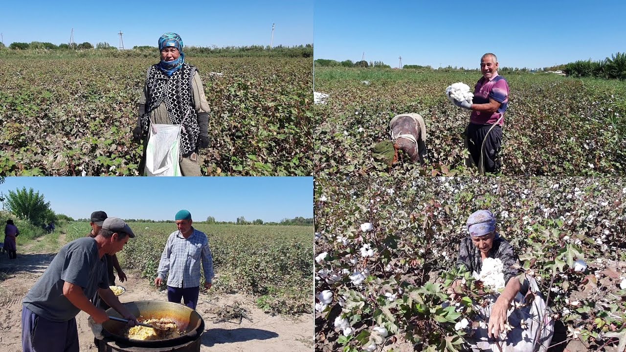 Paxta terish mavsumi 2025 !Turkmanistonlik terimchilar paxtada.