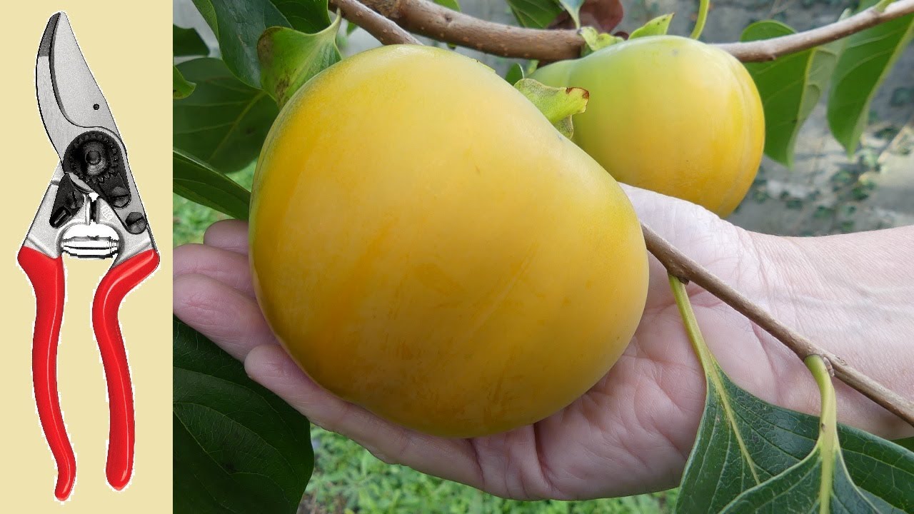 170# Comment faire la taille du plaqueminier ?