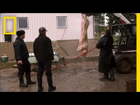 A Pig for the Party | American Colony: Meet the Hutterites