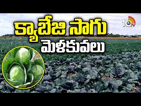 Cabbage Farming Tips | High Yield | క్యాబేజి సాగు-మెళకువలు | Matti Manishi | 10TV - 10TVNEWSTELUGU