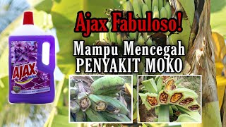 Cara mencegah PISANG SAKIT / PENYAKIT MOKO semasa berbuah | Pisang Nangka Cara mencegah PISANG SAKIT / PENYAKIT MOKO semasa berbuah | Pisang Nangka
