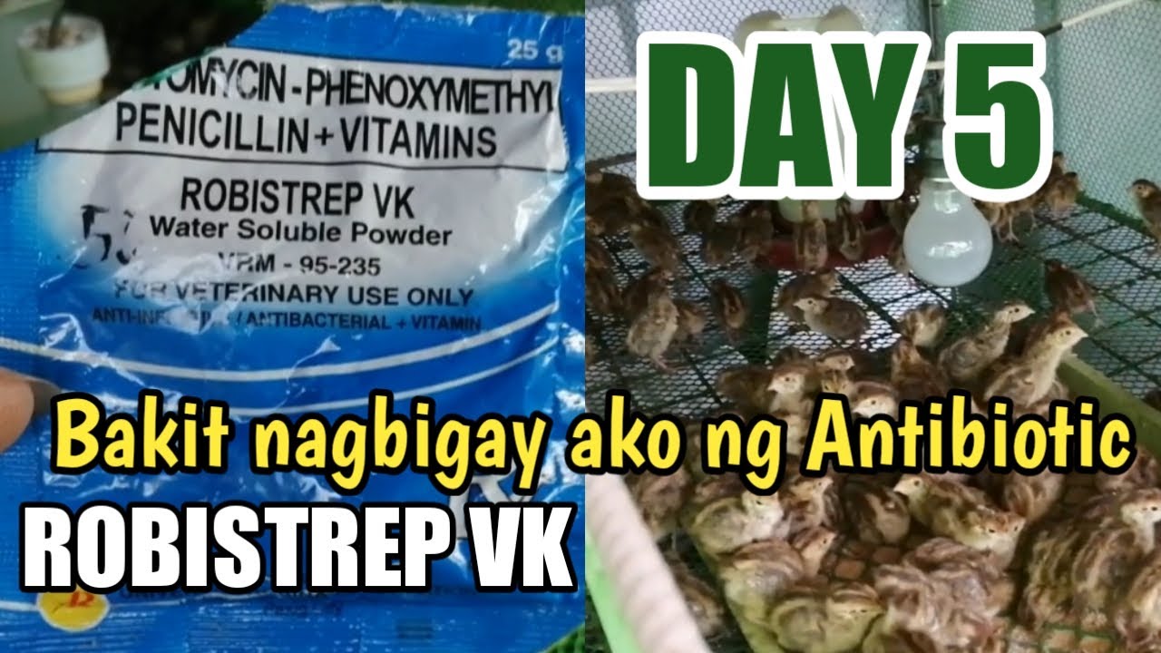 Robistrep Bakit nag bigay ako ng antibiotics? DAY 5 / Quail brooding/ Quail ...