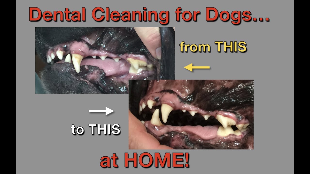 Cleaning Your Dog's Teeth at Home: Oral Health, Anatomy, & Scaling