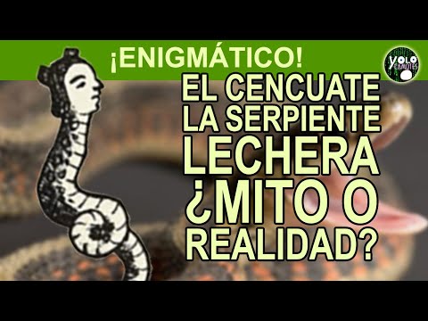 El cencuate – La serpiente lechera, ¿mito o realidad?