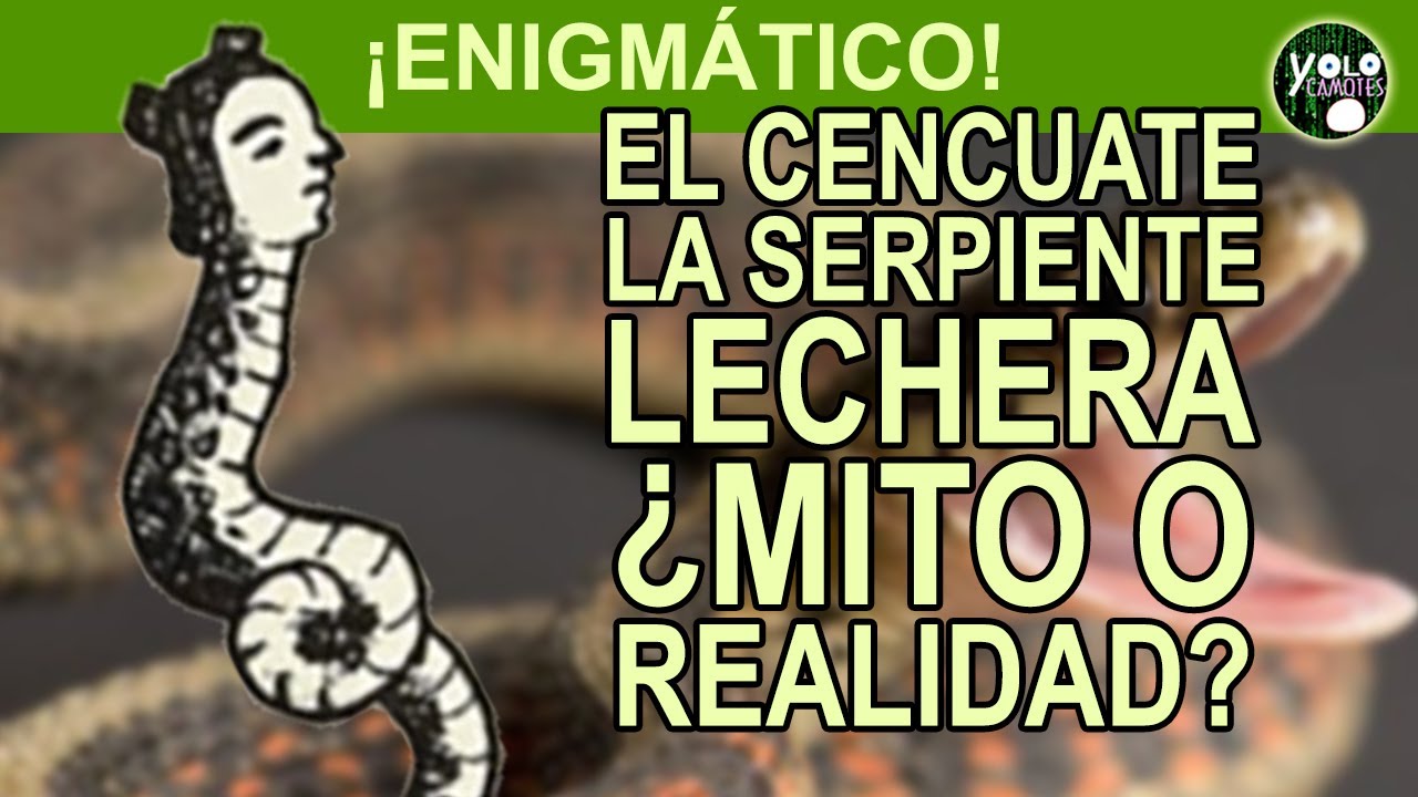 El cencuate La serpiente lechera, ¿mito o realidad? YouTube El cencuate La serpiente lechera, ¿mito o realidad? YouTube