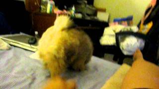 MVI_3975.AVI