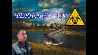 Гигантские сомы возле чернобыльской АЭС