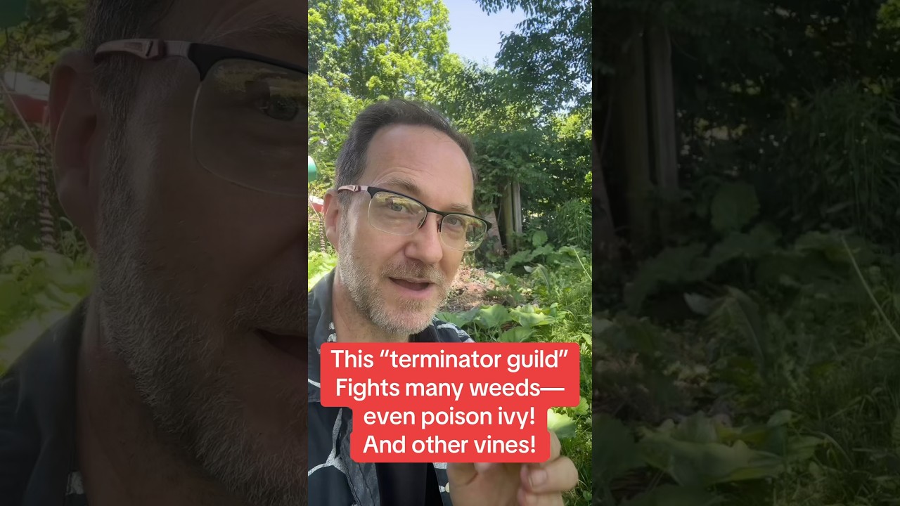 Control poison ivy and other weeds with PLANTS! 