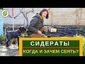 СИДЕРАТЫ - обзор сидеральных растений, в чем их польза и как правильно сеять