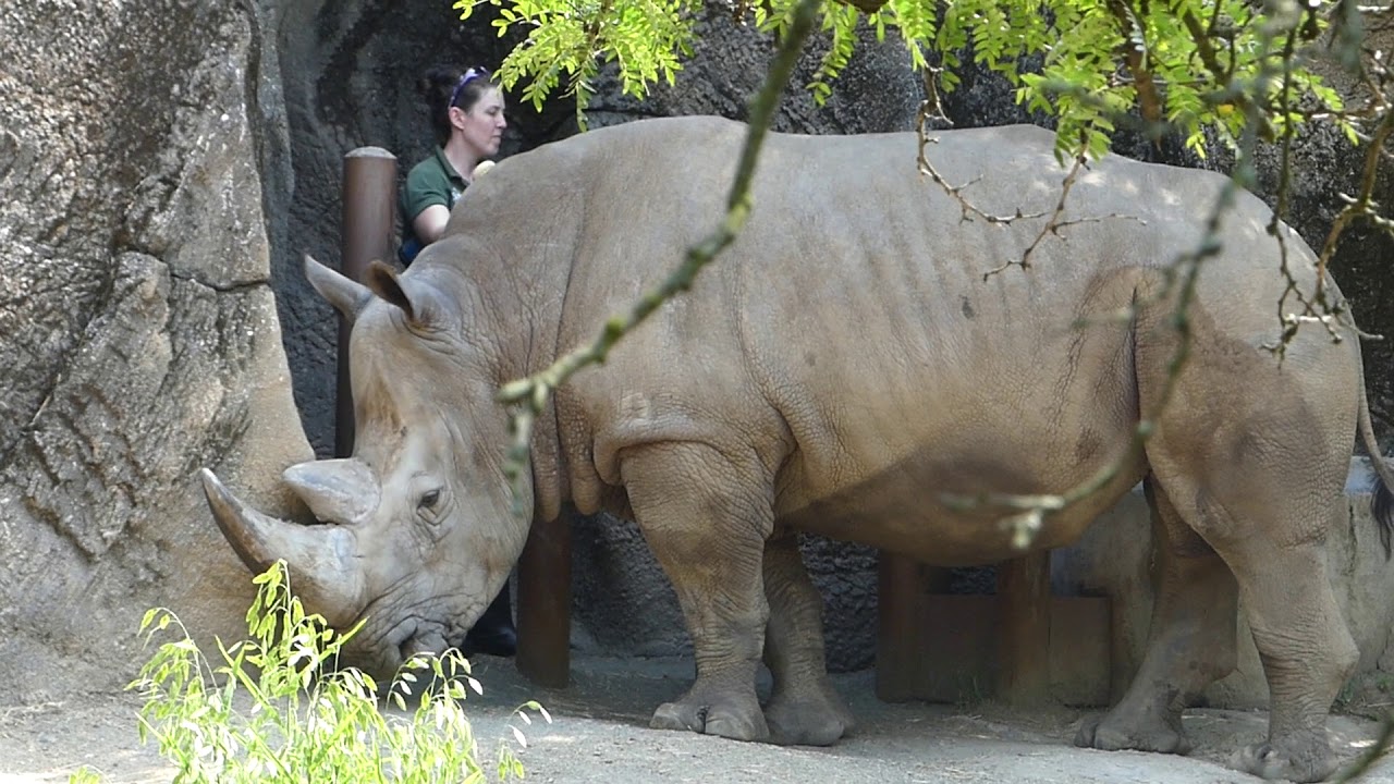 7/17/2018 Philadelphia Zoo Rhino YouTube