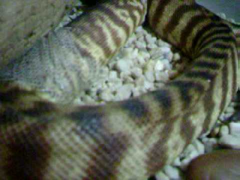 black headed python sheding 5