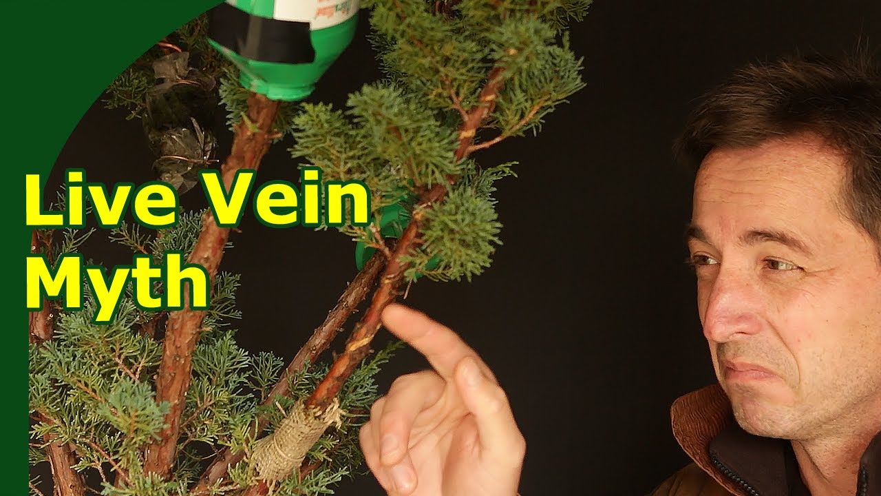 Правда о живых жилках можжевельника бонсай (спиральная обрезка можжевельника не убивает ветви)