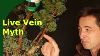 Download Lagu Juniper Bonsai Live Vein TRUTH (Juniper Spiral Cuts Don’t Kill Branches) MP3