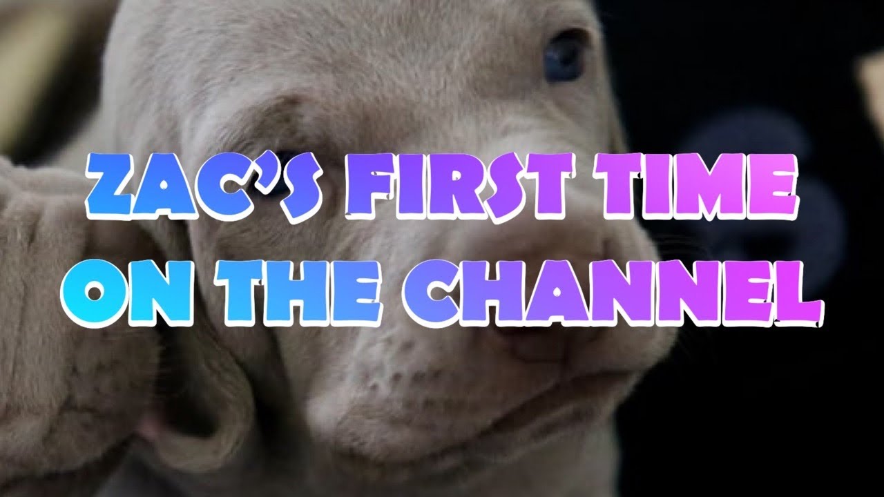 First time you ever see my friends dog - YouTube