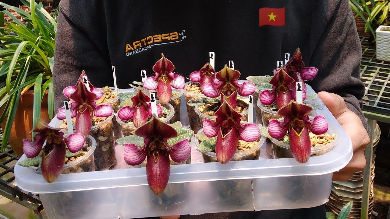 Lan Hài Tông Lào Paphiopedilum rungsuriyanum || Toán Ròm Garden