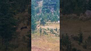 Cascade Foxes Part 2