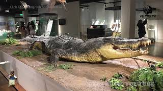 Cá Sấu khổng lồ dài 6 2 mét và nặng hơn 1 tấn