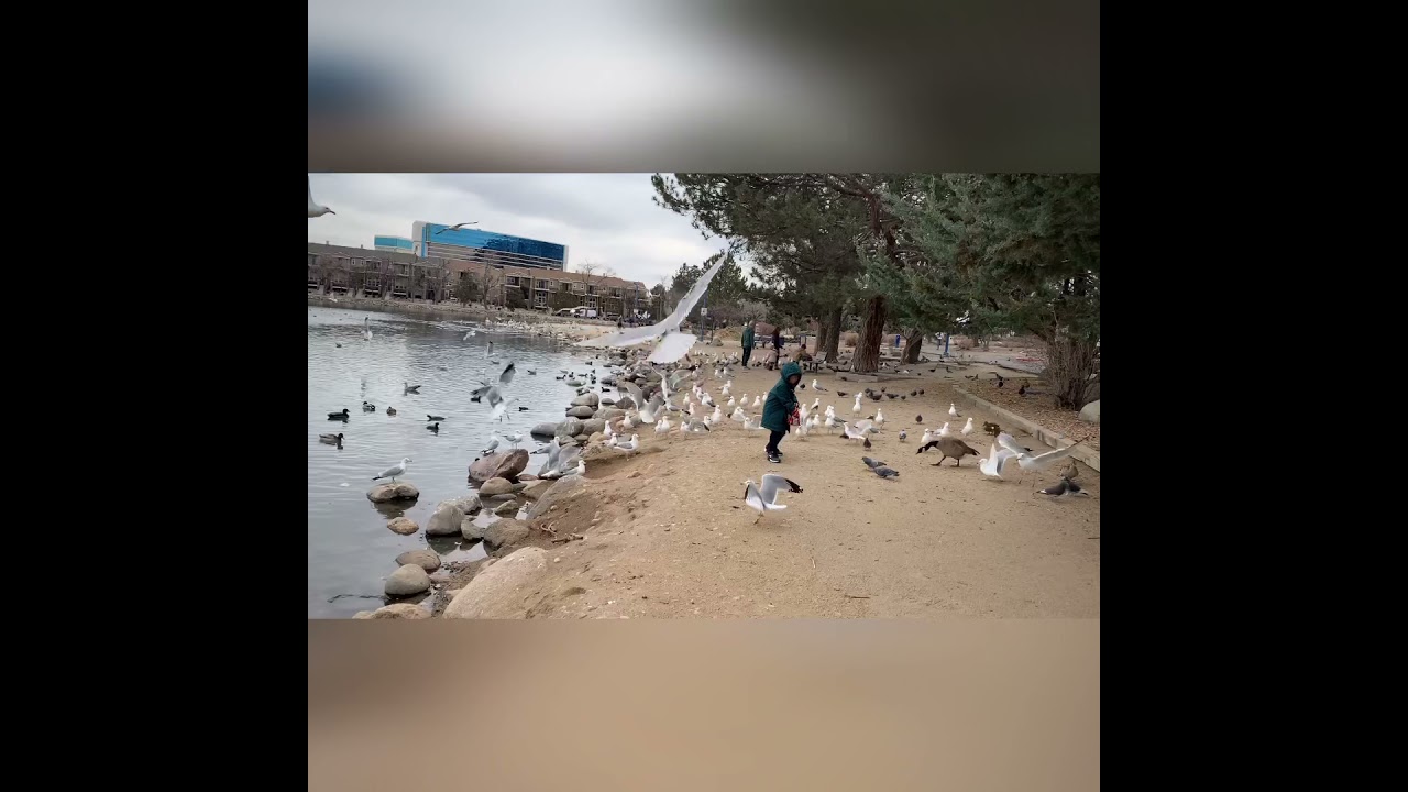 VIRGINIA LAKE PARK, RENO