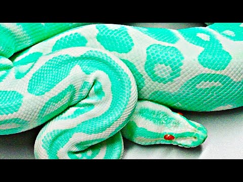 Video: Las serpientes más hermosas del mundo