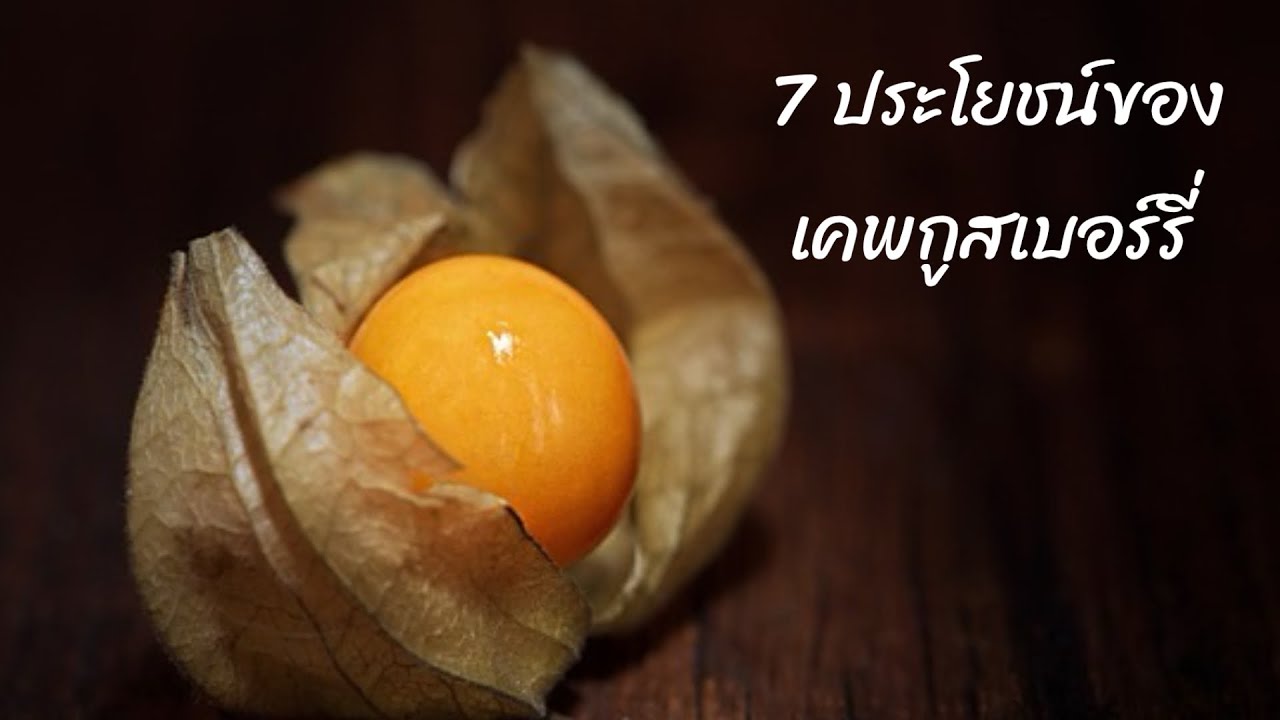 ประโยชน์ของเคพกูสเบอร์รี่ | ประโยชน์ของโทงเทงฝรั่ง | ประโยชน์ของ cape gooseberry | สุขกับการกิน