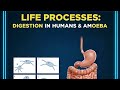 Std 10th:Digestion #digestion.#amoeba#human#lifeprocess#learn sci with nakib.