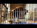 【東山動植物園公式】ライオンの鳴き声《 ライオン 》
