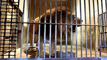 تحميل ライオン 鳴き声 Mp4 Mp3 تحميل ライオン 鳴き声 Mp4 Mp3