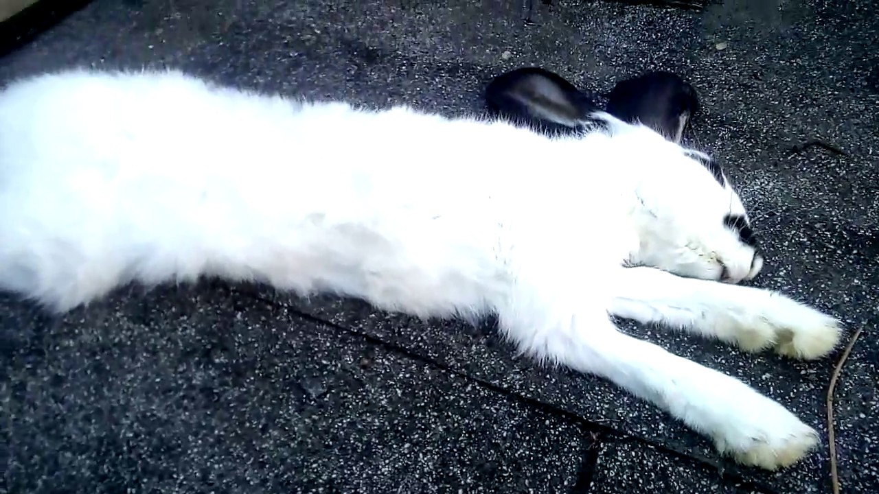 Еще одна жертва кукурузы