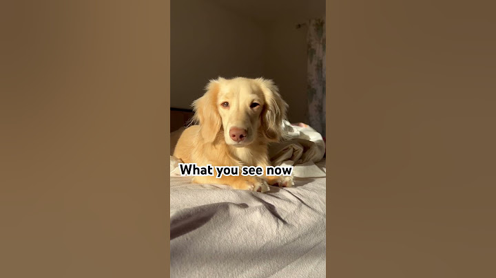 The most handsome boy now but I remember the puppy amazed by the world 🥹 #puppy #pets #cutedog