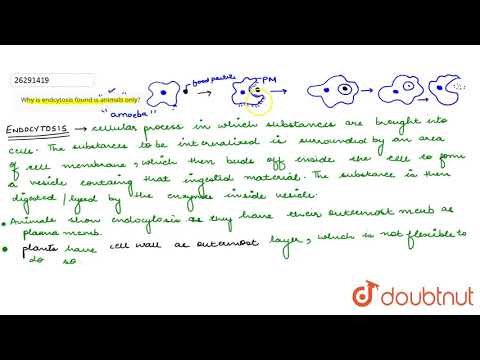 Video: Waarom wordt endocytose alleen bij dieren aangetroffen?