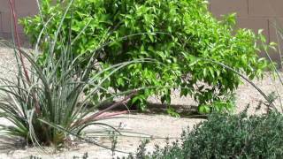 Plants, shrubs, gardening, landscaping  -  Free Videos