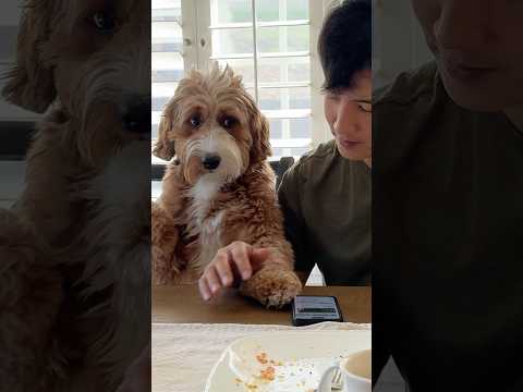 Worlds Neediest Puppy