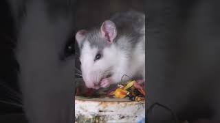 This rat is having its best moment shorts