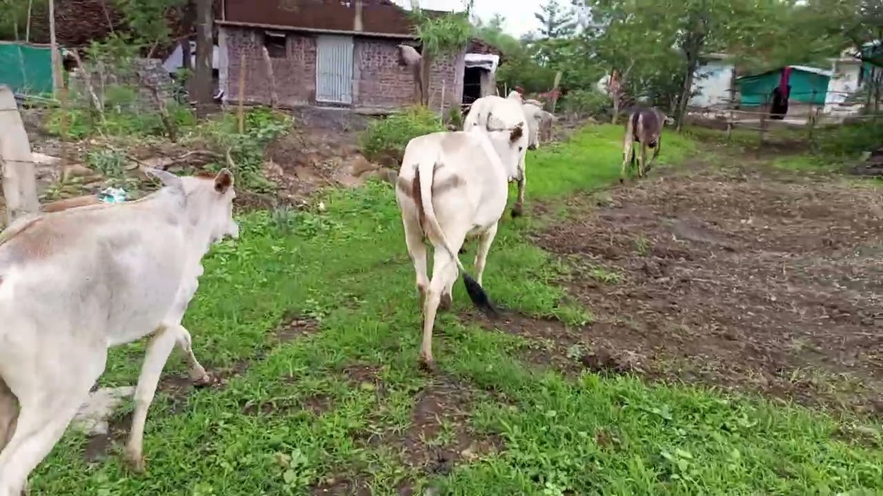 Cow & bull| cow bala video game|| cow bala cartoon, animal video 25|| 